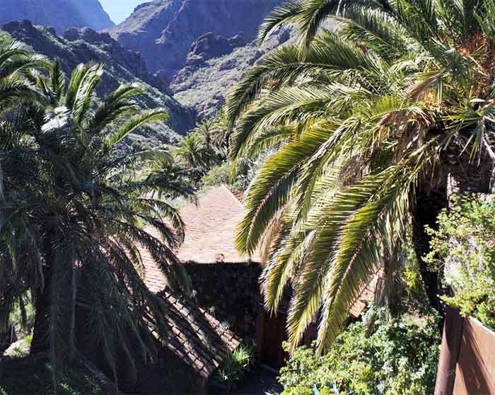 Tenerife Masca palmbomen