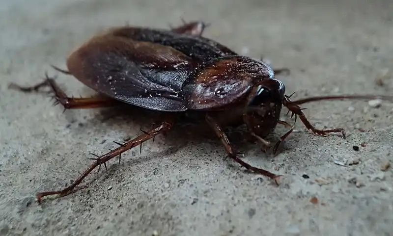 Tenerife kakkerlakken.
